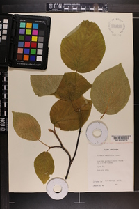 Viburnum lantanoides image