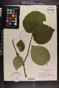 Viburnum lantanoides image