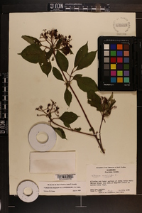 Viburnum cassinoides image