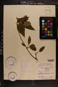 Viburnum cassinoides image