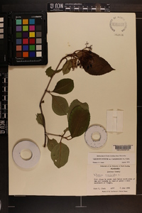 Viburnum cassinoides image