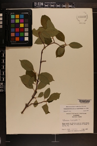 Viburnum cassinoides image