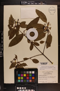 Viburnum cassinoides image