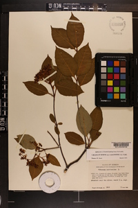 Viburnum cassinoides image