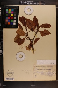 Viburnum cassinoides image