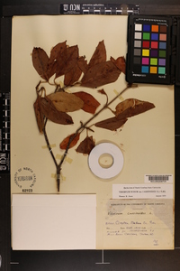 Viburnum cassinoides image