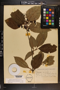 Viburnum cassinoides image