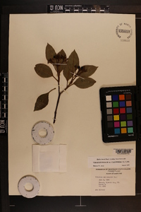 Viburnum cassinoides image