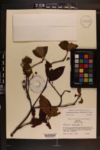 Viburnum cassinoides image