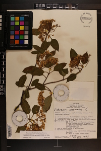 Viburnum cassinoides image