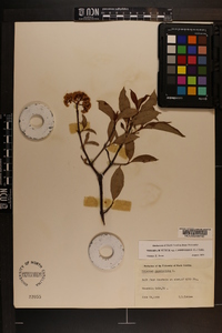 Viburnum cassinoides image