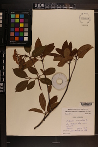 Viburnum cassinoides image