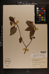 Viburnum cassinoides image