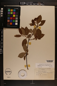 Viburnum cassinoides image