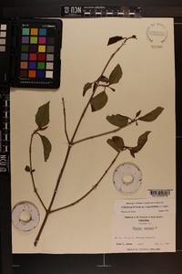 Viburnum cassinoides image