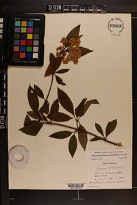 Viburnum cassinoides image