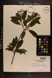 Viburnum cassinoides image