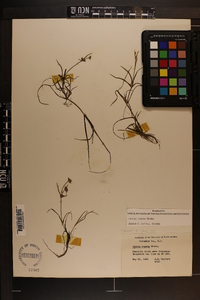 Juncus repens image