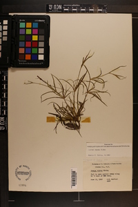 Juncus repens image