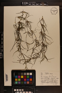 Juncus repens image