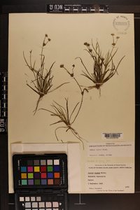 Juncus repens image