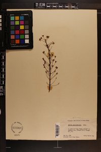Scilla hyacinthoides image