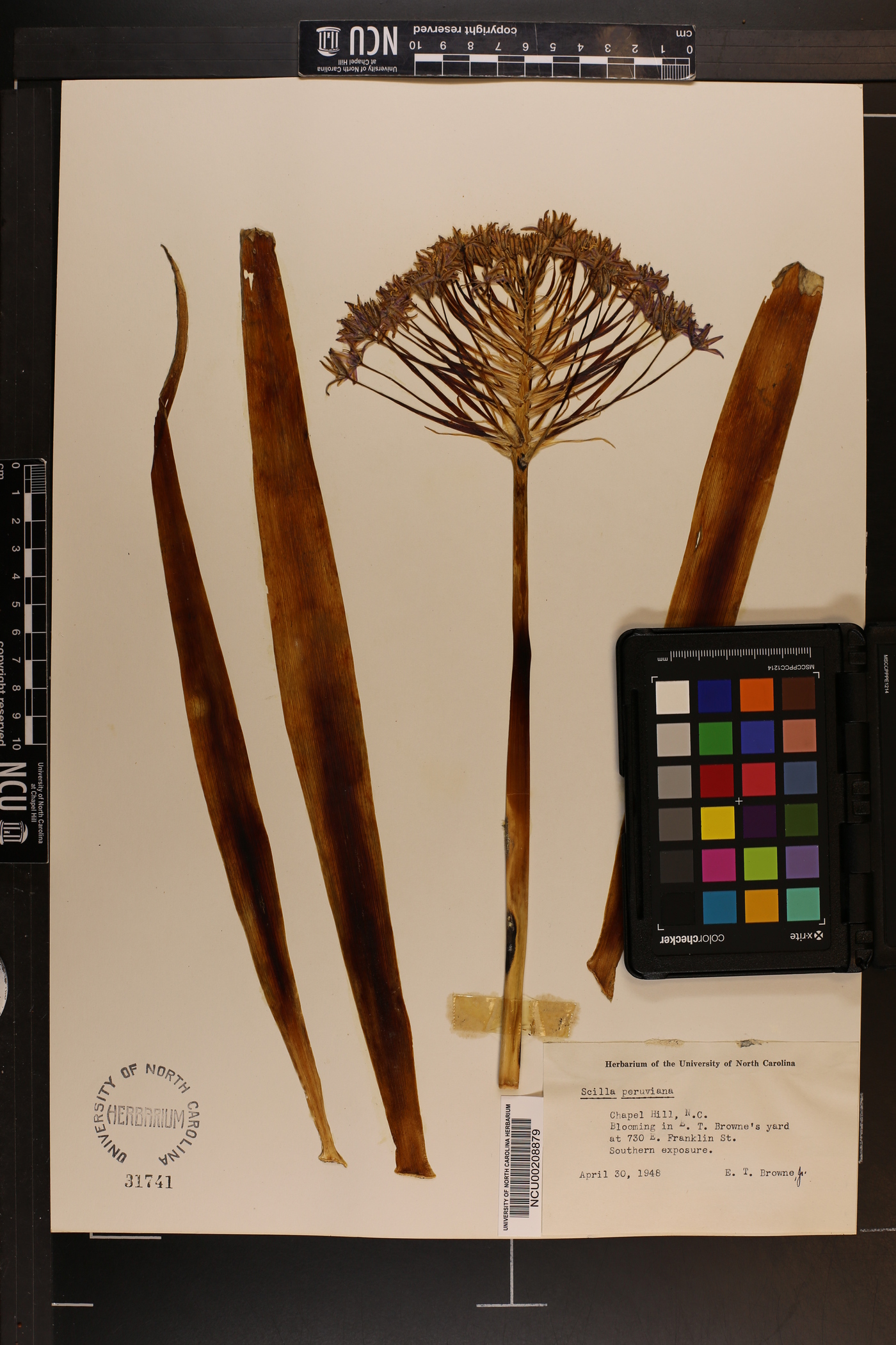 Scilla peruviana image