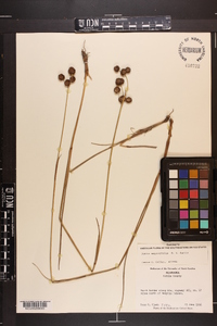 Juncus megacephalus image