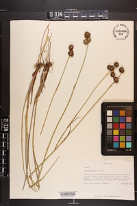 Juncus megacephalus image