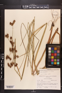 Juncus megacephalus image