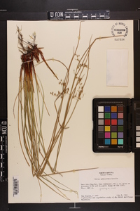 Juncus gymnocarpus image