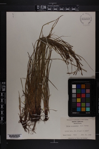 Carex aestivalis image