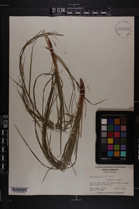 Carex aestivalis image