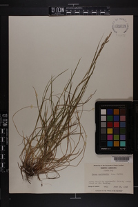 Carex aestivalis image