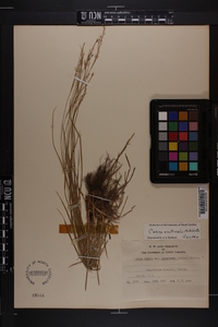 Carex aestivalis image