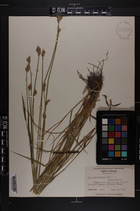 Carex albolutescens image