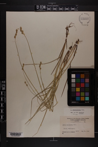 Carex albolutescens image