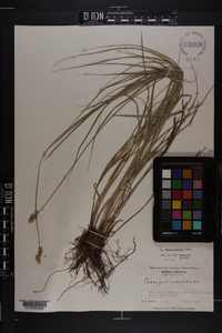 Carex albolutescens image