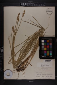 Carex albolutescens image