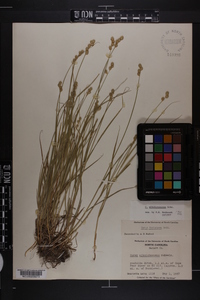 Carex albolutescens image