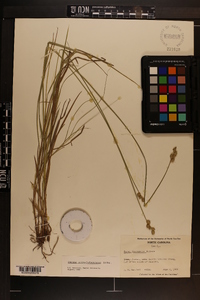 Carex albolutescens image