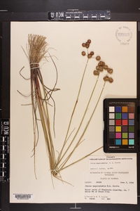 Juncus megacephalus image