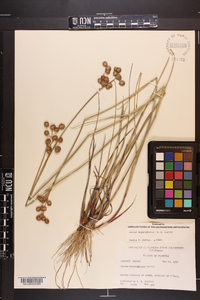 Juncus megacephalus image