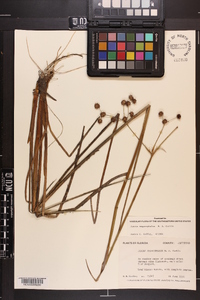 Juncus megacephalus image