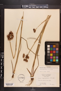 Juncus megacephalus image