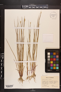 Juncus nodatus image