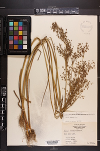 Juncus nodatus image