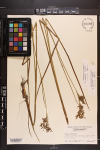 Juncus nodatus image