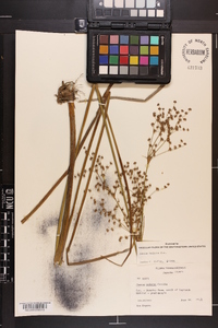 Juncus nodatus image