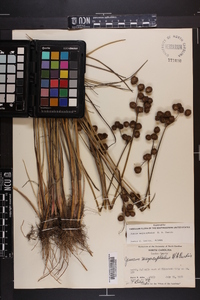 Juncus megacephalus image